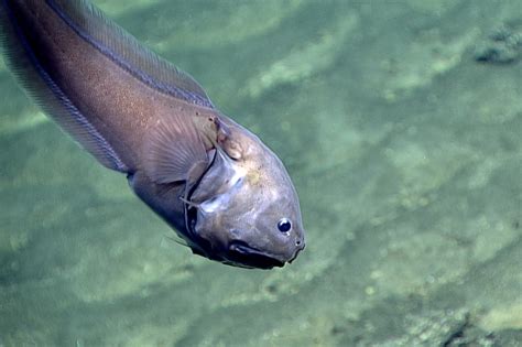 butt fish|Bony.